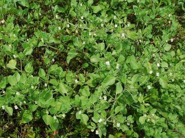 「野草」の花たちが・・・_e0025300_1533682.jpg