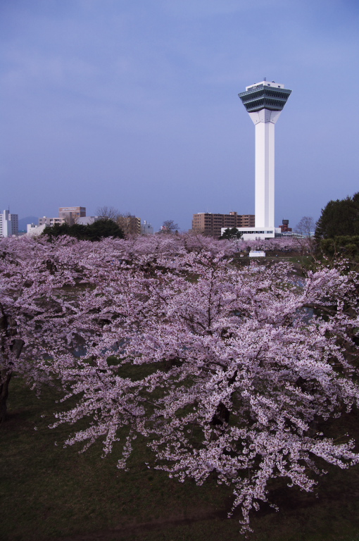 SAKURA・五稜郭公園_f0002701_757376.jpg