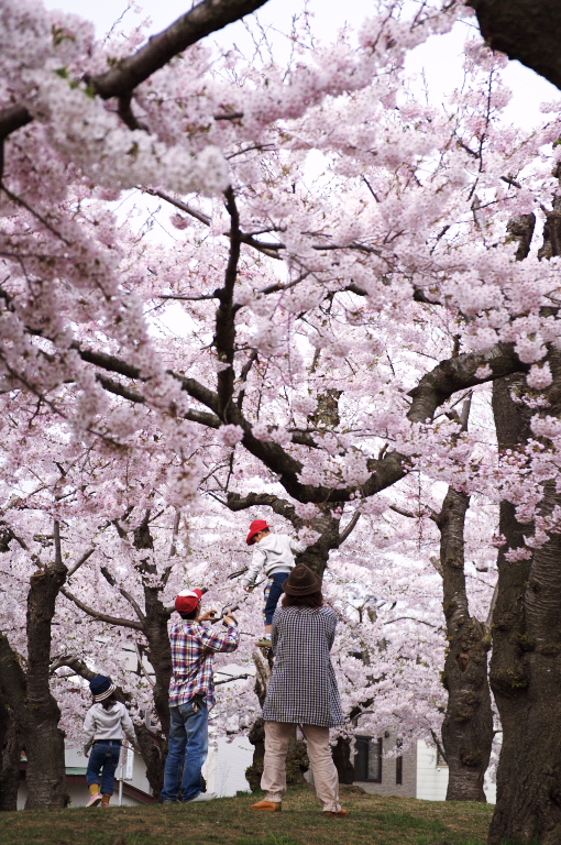 SAKURA・五稜郭公園_f0002701_7581675.jpg