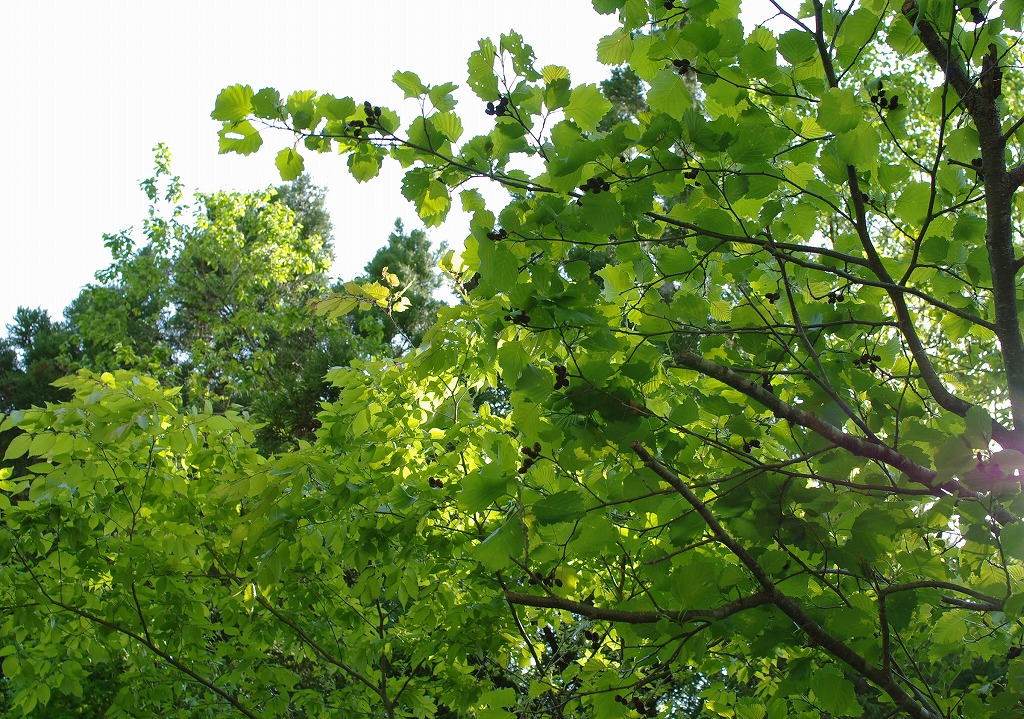 f0138305_6535313.jpg
