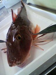 魚なのに足が・・・☆(@_@;) _d0135908_845537.jpg