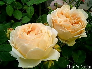 English Roses_b0099813_084413.jpg