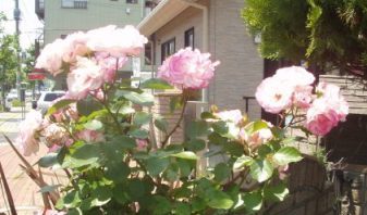 ～バラ綺麗に咲いていま～す～_f0144724_16514466.jpg