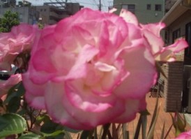～バラ綺麗に咲いていま～す～_f0144724_1652535.jpg