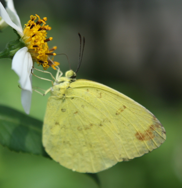 昆虫の森　その２_f0172925_1026057.jpg