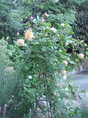 a0076237_19233131.jpg