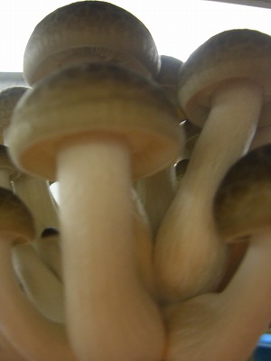 f0204737_1737496.jpg