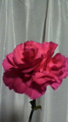 赤いカーネーション_d0004447_0451327.jpg