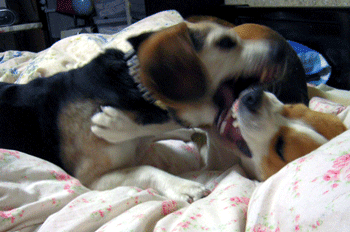 b0005652_20593061.gif