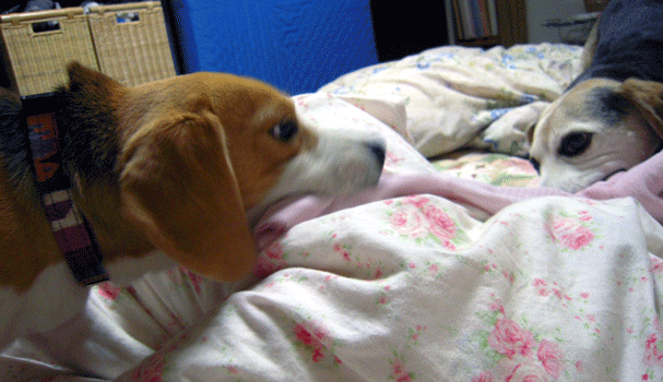 b0005652_210551.gif