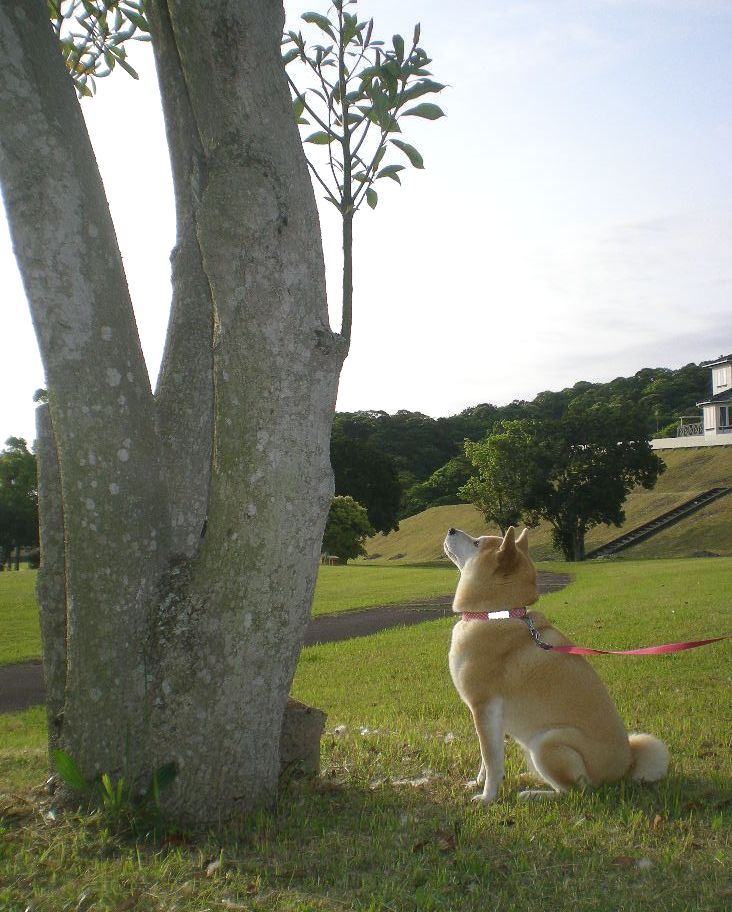 2009年5月14日(木)薔薇と受難のこころちゃん!!_f0060461_2136643.jpg