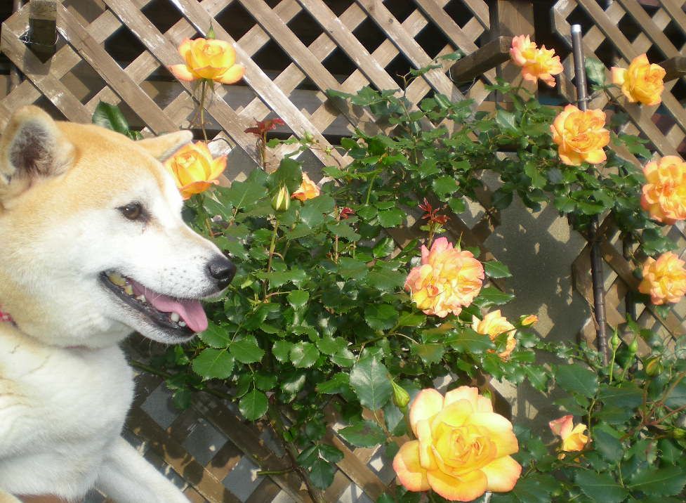 2009年5月14日(木)薔薇と受難のこころちゃん!!_f0060461_2142541.jpg