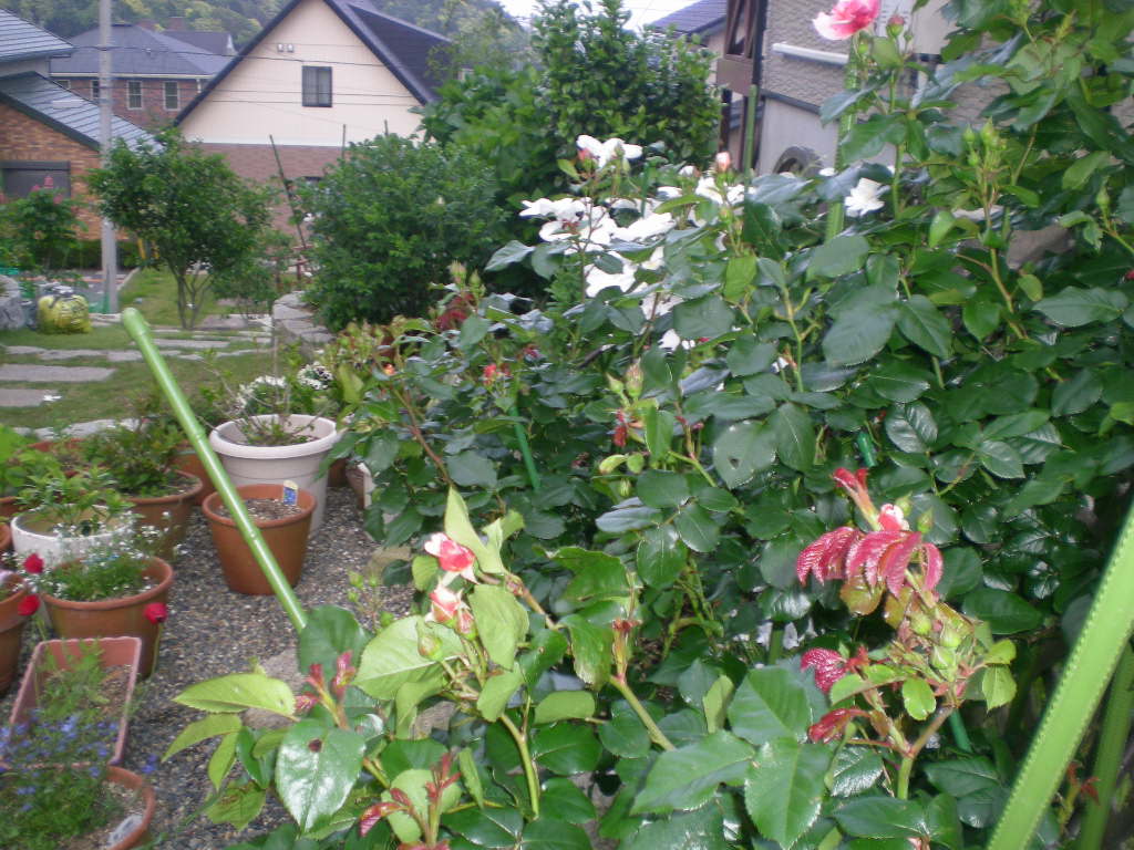 2009年5月14日(木)薔薇と受難のこころちゃん!!_f0060461_21494644.jpg