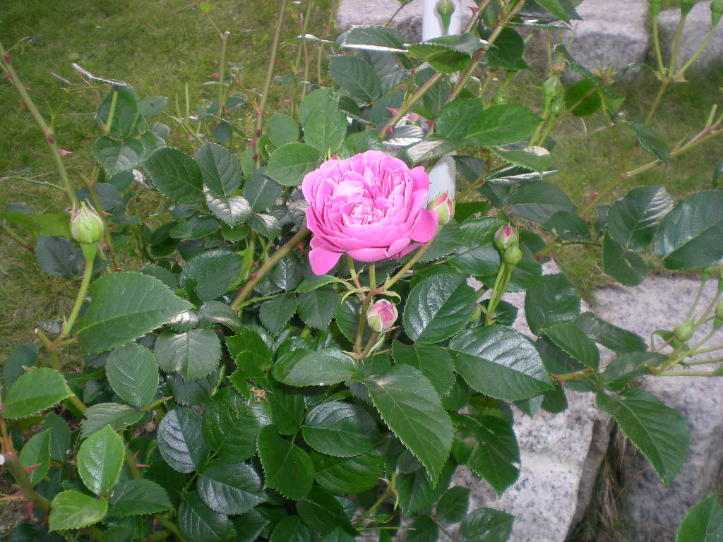 2009年5月14日(木)薔薇と受難のこころちゃん!!_f0060461_21532273.jpg