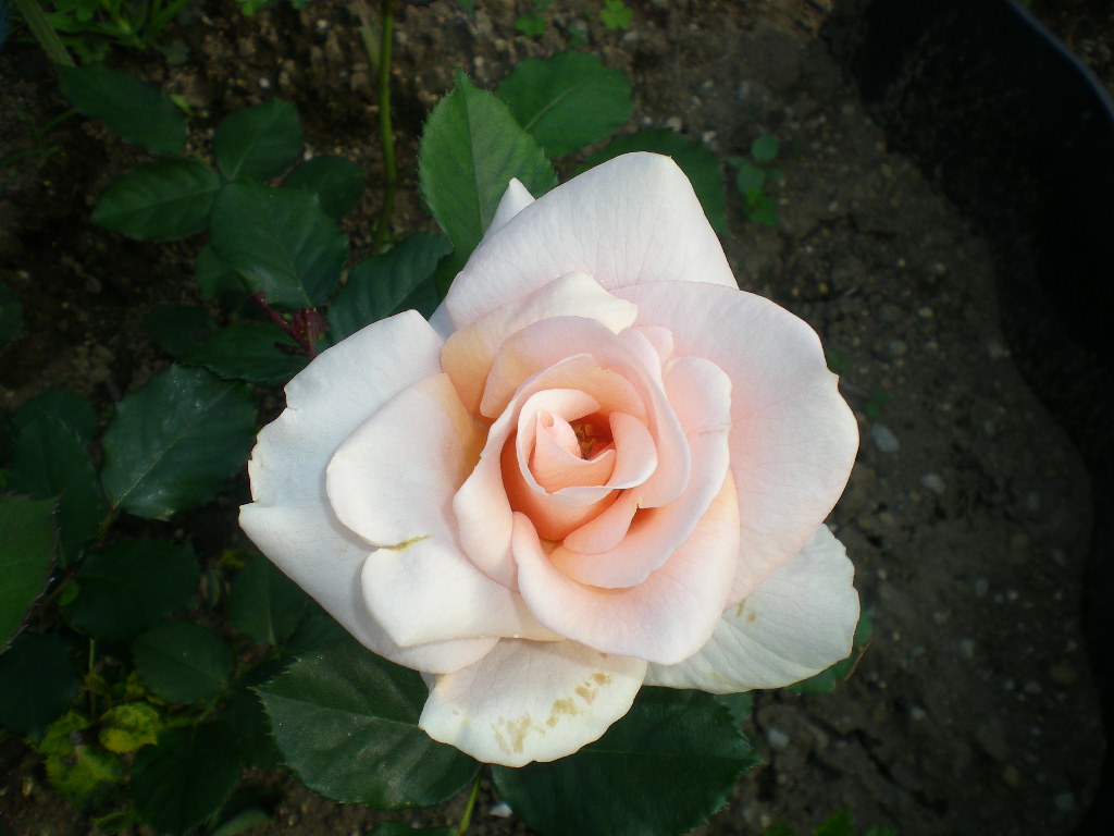 2009年5月14日(木)薔薇と受難のこころちゃん!!_f0060461_21543644.jpg