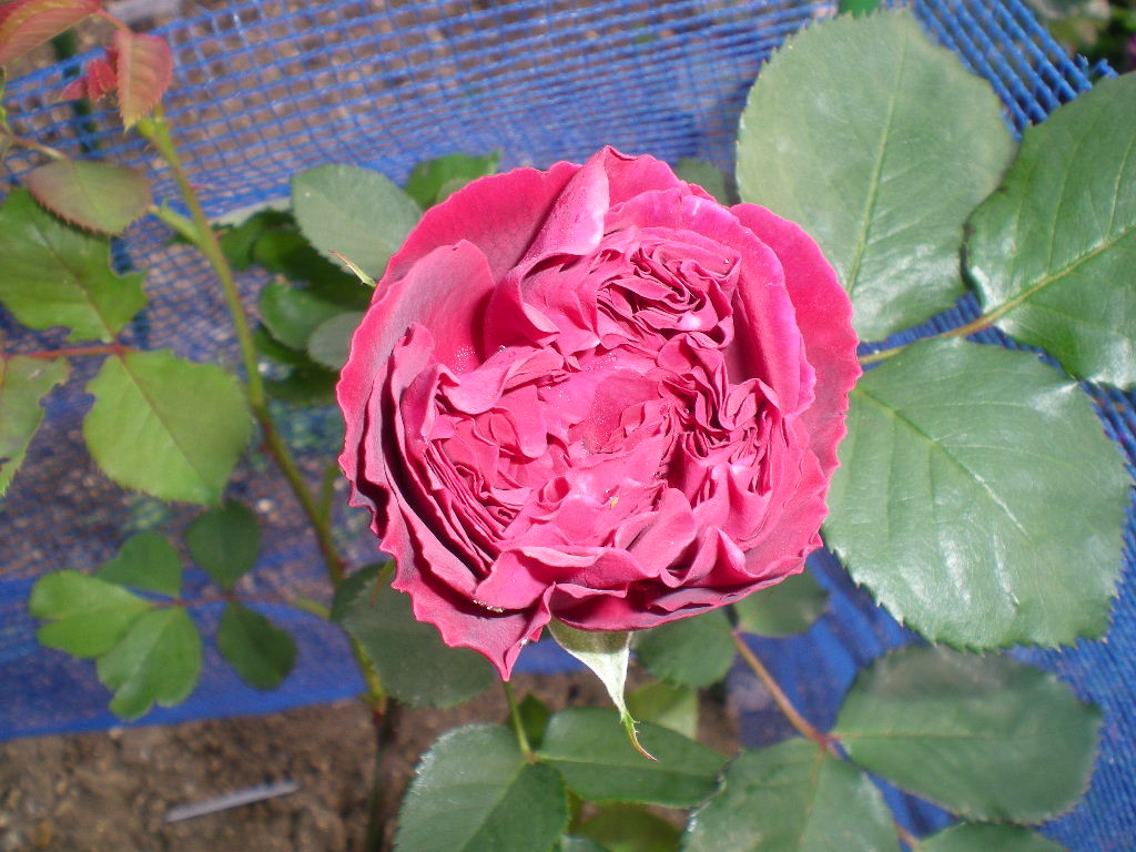 2009年5月14日(木)薔薇と受難のこころちゃん!!_f0060461_2155371.jpg