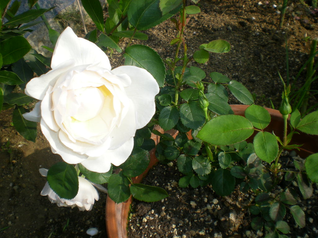 2009年5月14日(木)薔薇と受難のこころちゃん!!_f0060461_21564170.jpg