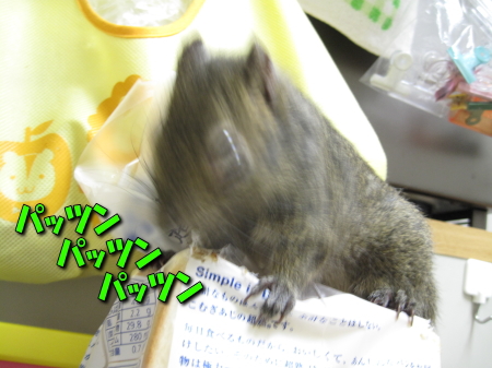 ■盗み食い中（動画付き）_a0015164_12241817.jpg