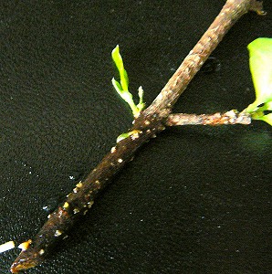 b0169765_1130148.jpg