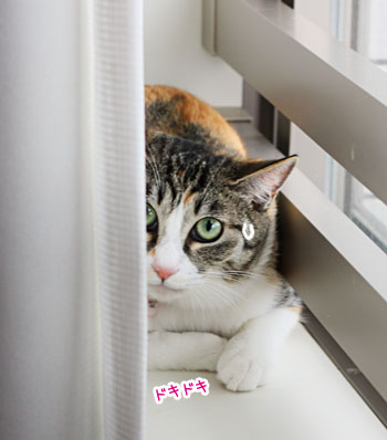 チビ友ふたたび!_a0119470_119496.jpg