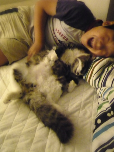 お腹出したまま眠る猫_a0002672_12521822.jpg