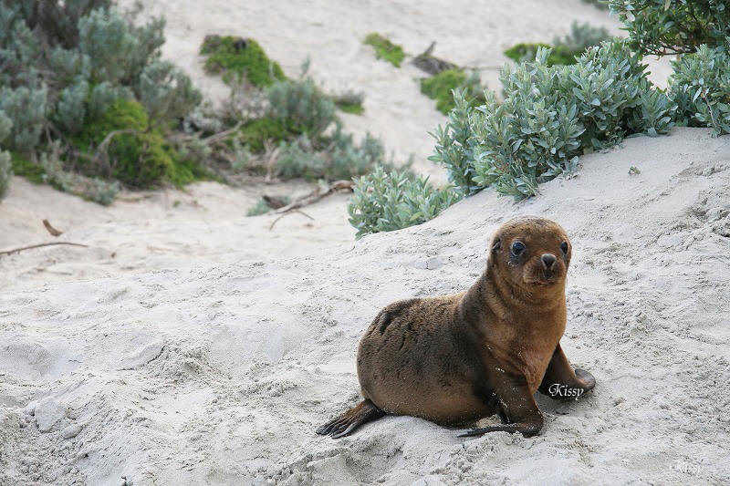 Kangaroo Island　上陸したどぉぉぉ！_b0137472_2214569.jpg