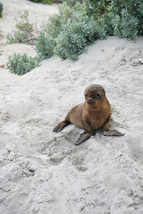 Kangaroo Island　上陸したどぉぉぉ！_b0137472_221597.jpg