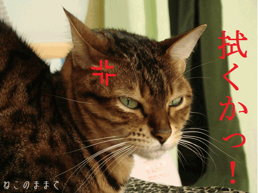 みっちゃんみちみち ねこのままで みっちゃんみちみち ねこのままで