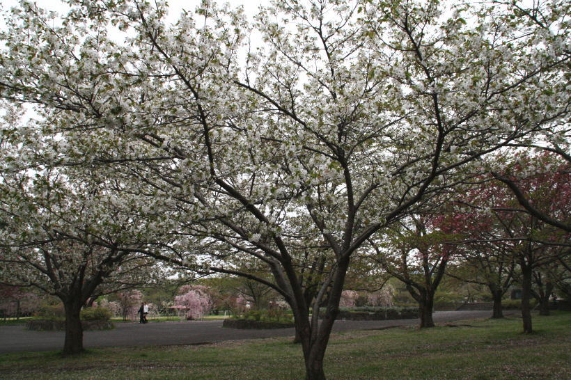 八重桜の季節_c0112479_2255156.jpg