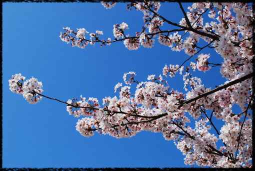 家の近所の公園の桜　2！_c0180779_23282537.jpg