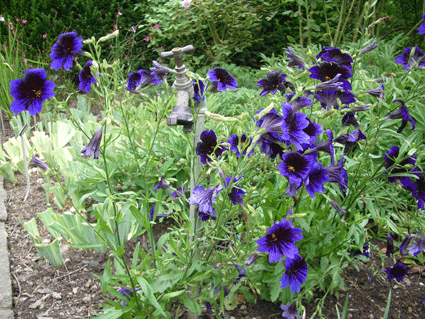 イギリスの庭の紫の花 道草ギャラリー