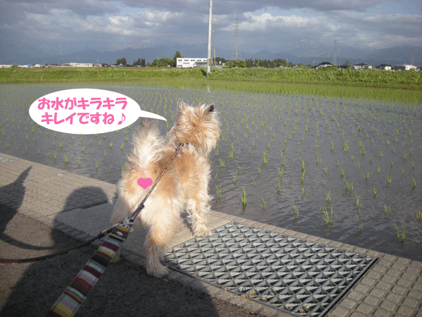 e0066883_20305162.gif