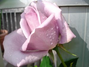 2009年5月14日 体もリフォーム??_b0098584_20434234.jpg