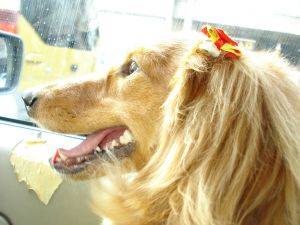 2009年5月13日 デスクは山。。。で事務所も_b0098584_773227.jpg