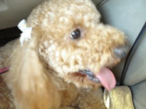 2009年5月13日 デスクは山。。。で事務所も_b0098584_77496.jpg