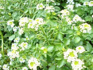 2009年5月13日 デスクは山。。。で事務所も_b0098584_77596.jpg