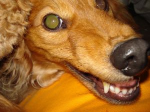 2009年5月13日 デスクは山。。。で事務所も_b0098584_781855.jpg