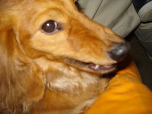 2009年5月13日 デスクは山。。。で事務所も_b0098584_78518.jpg