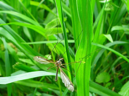 アカスジキンカメムシ、ケブカヒメヘリカメムシ、マルカメムシ、ウリハムシ、キリウジガガンボ_d0088184_23274654.jpg