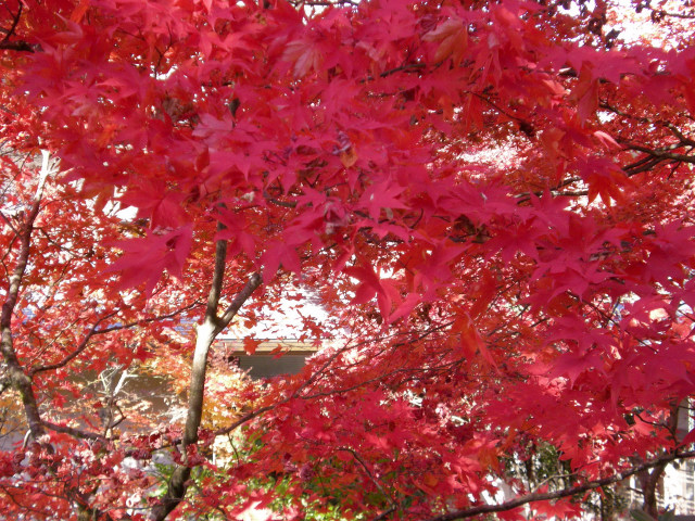 Baldini家 in Giappone ② 紅葉が凄かった!!_c0179785_66427.jpg