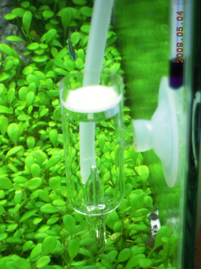おいしいco2添加 Garciaのrockでaquaでオバカな日常 おいしいco2添加 Garciaのrockでaquaでオバカな日常