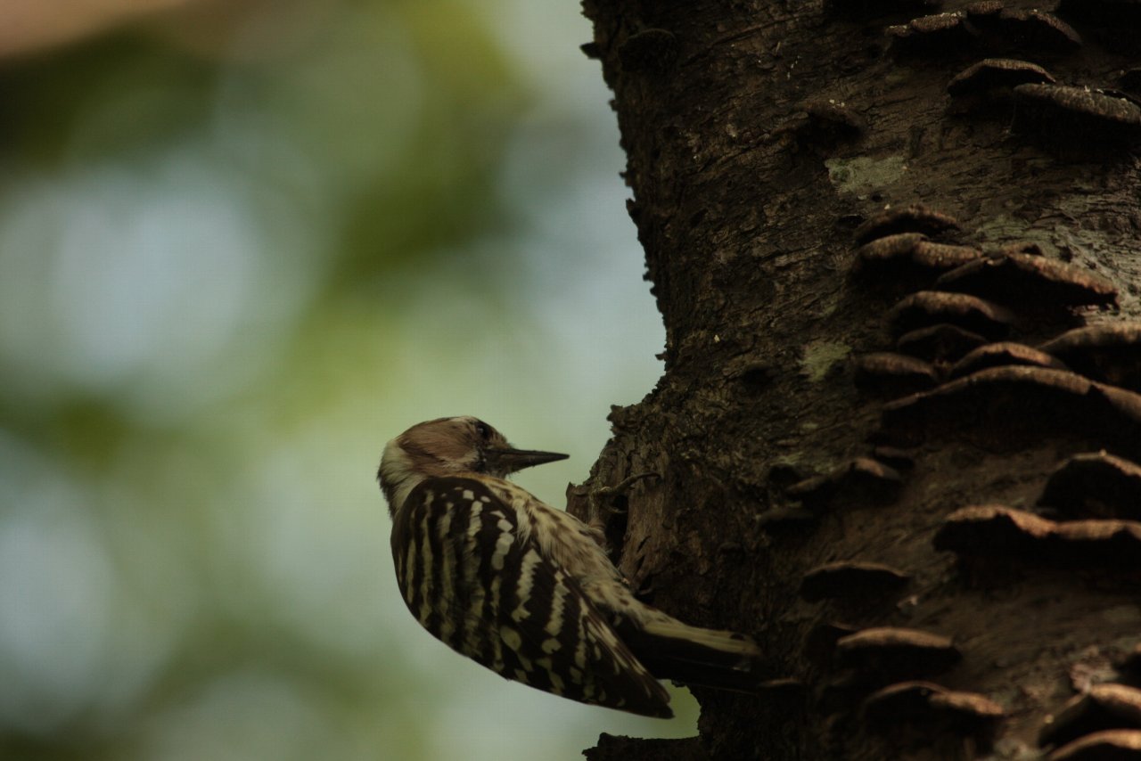 【水元公園の鳥達「地上編」】_e0167295_23144230.jpg