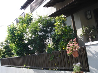 e0143298_16182694.jpg