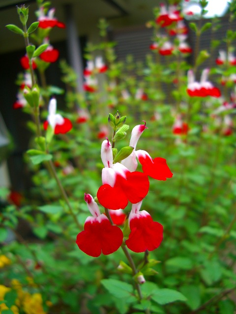 c0125702_1085611.jpg