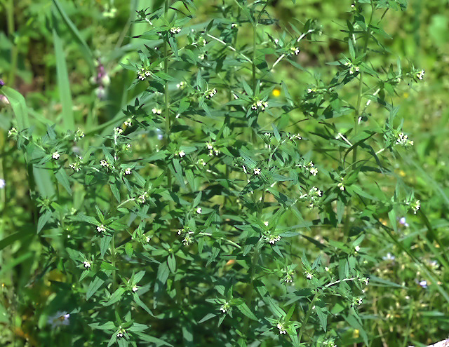 e0039703_1354145.jpg