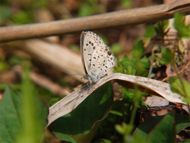 広河原のウスバシロチョウ_b0159904_1703582.jpg