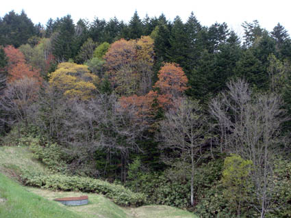 春の紅葉?_f0160407_444315.jpg