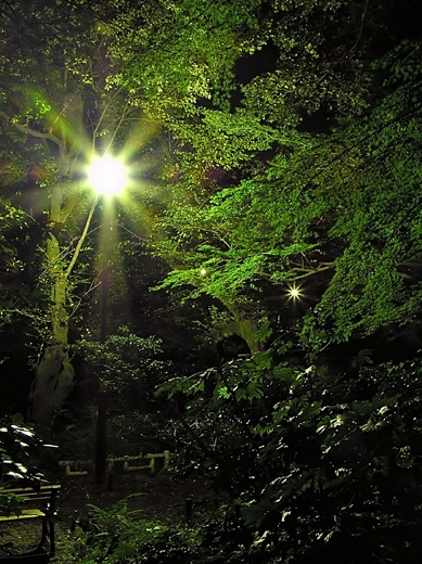 夜の井の頭公園に広がる歌 楼音光 ろうねこう 風そよぐ 晴れた海 夜の井の頭公園に広がる歌 楼音光 ろうねこう 風そよぐ 晴れた海