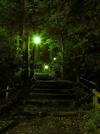 夜の井の頭公園に広がる歌 楼音光 ろうねこう 風そよぐ 晴れた海 夜の井の頭公園に広がる歌 楼音光 ろうねこう 風そよぐ 晴れた海
