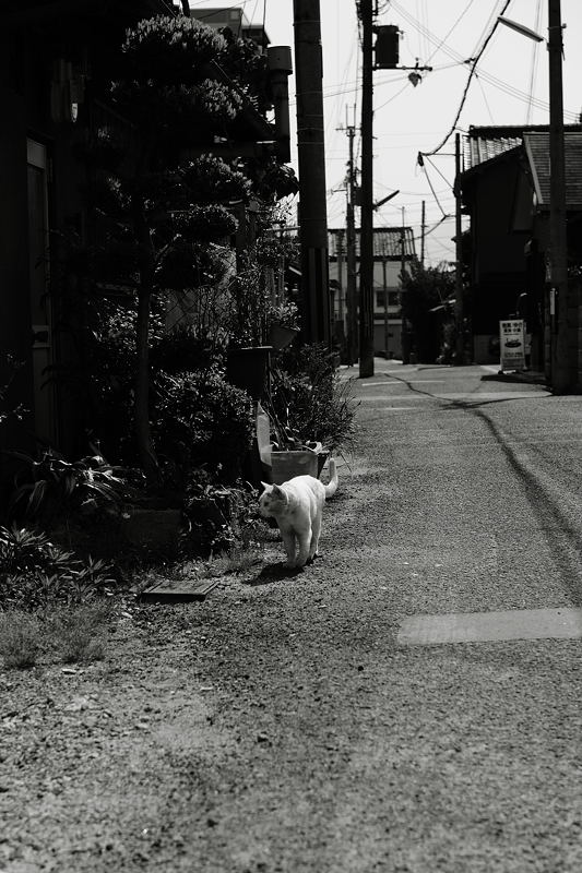 奈良・郡山歩記　其の二_f0032011_18382493.jpg